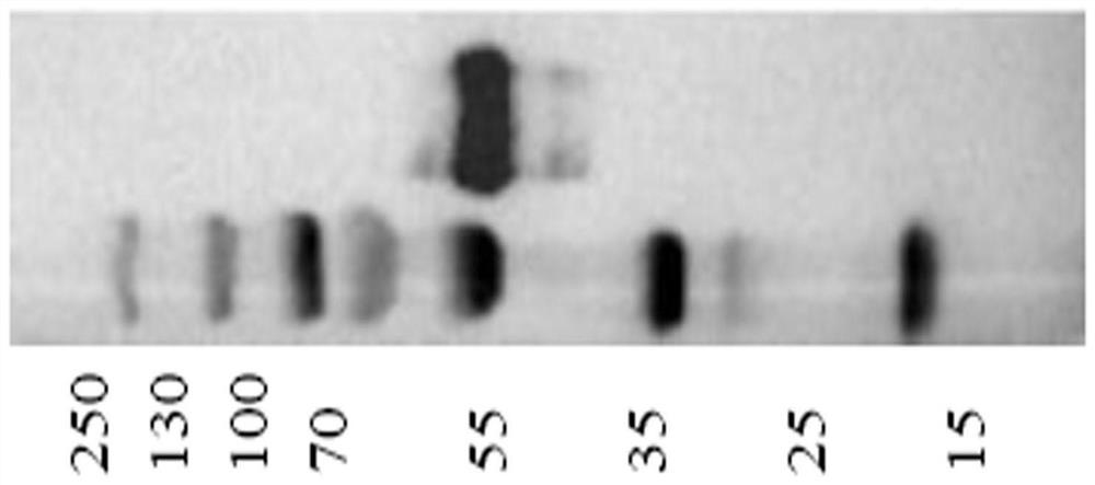 A fusion protein and application of an anti-c3d targeting single-chain antibody and daf