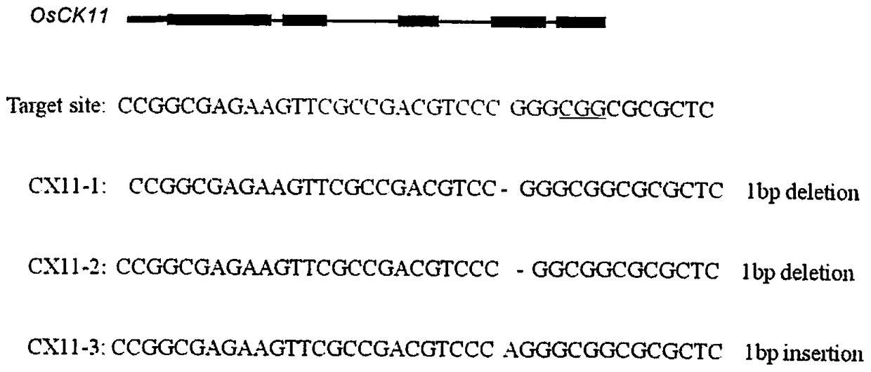 Rice senescence control gene OsCKX11 and application thereof