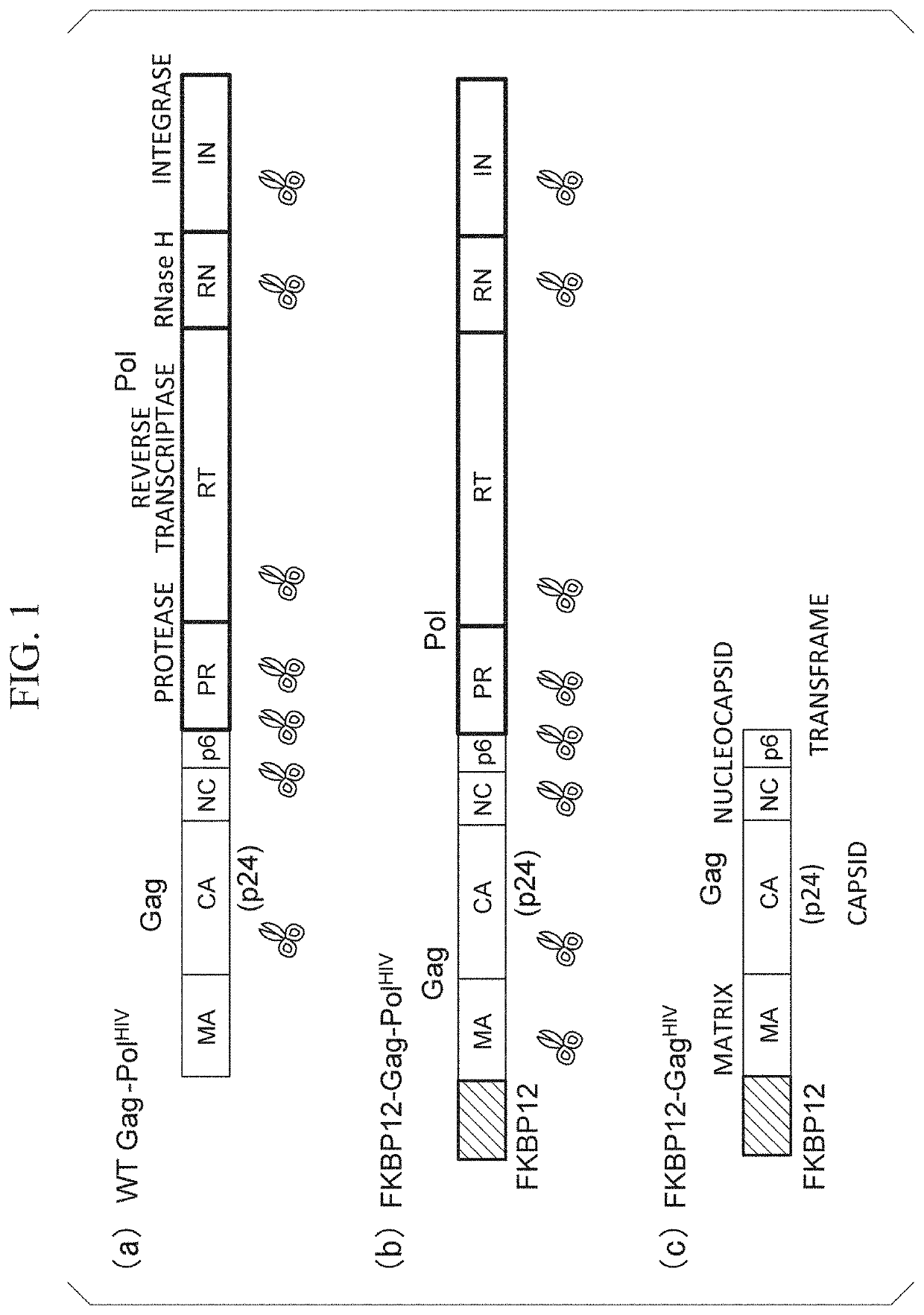 Virus-like particles and use thereof