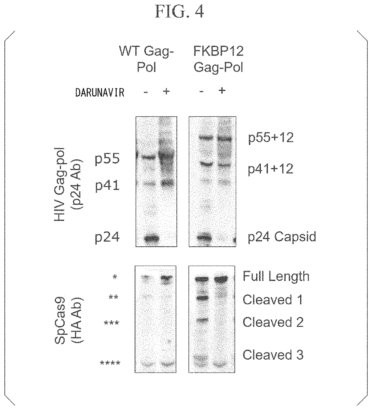 Virus-like particles and use thereof