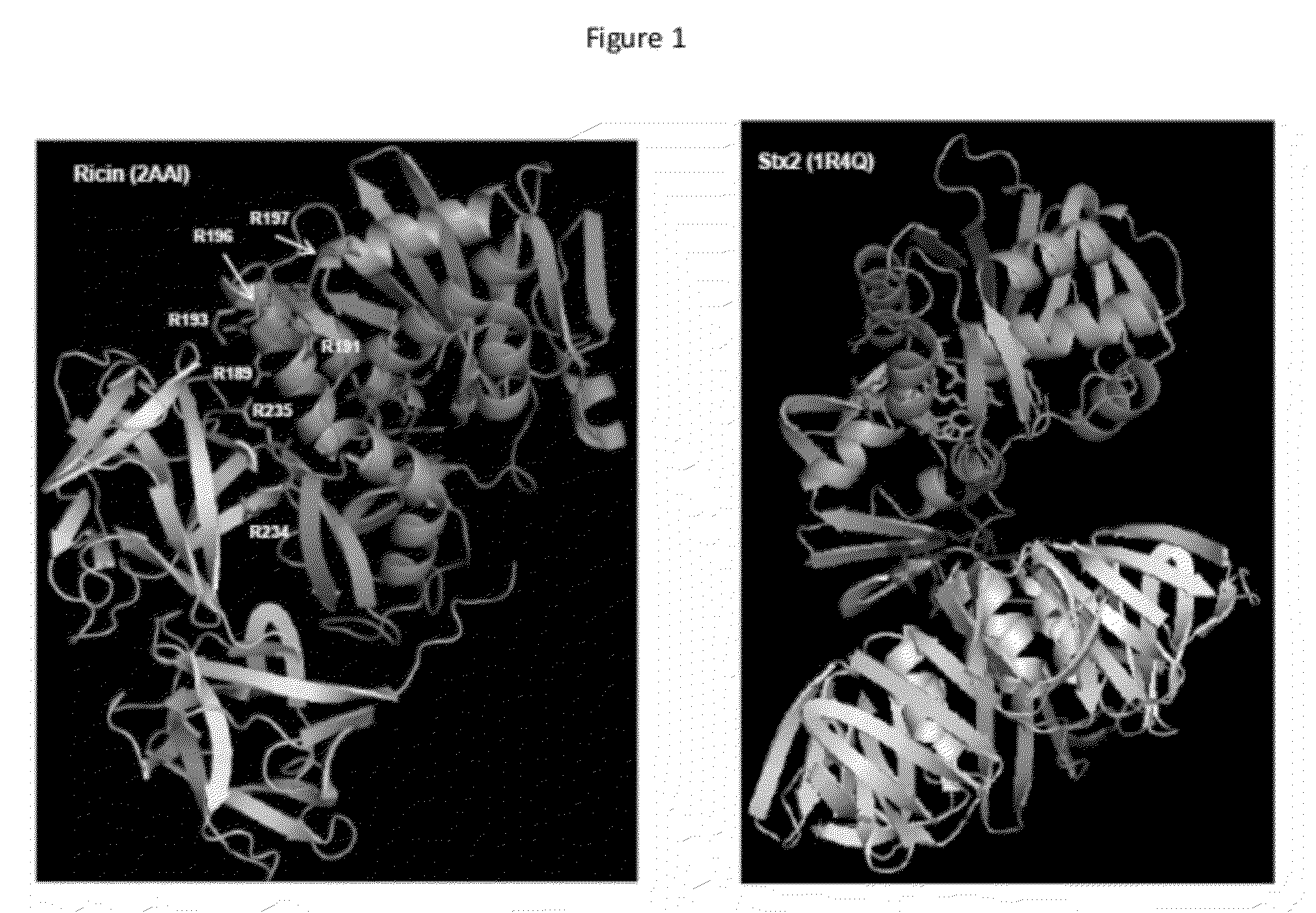 Ricin ribosome binding protein compositions and methods of use thereof