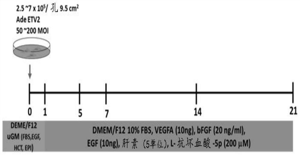 Endothelial and smooth muscle-like tissues produced from urine cells and related uses thereof