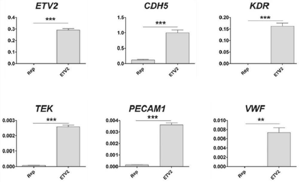 Endothelial and smooth muscle-like tissues produced from urine cells and related uses thereof