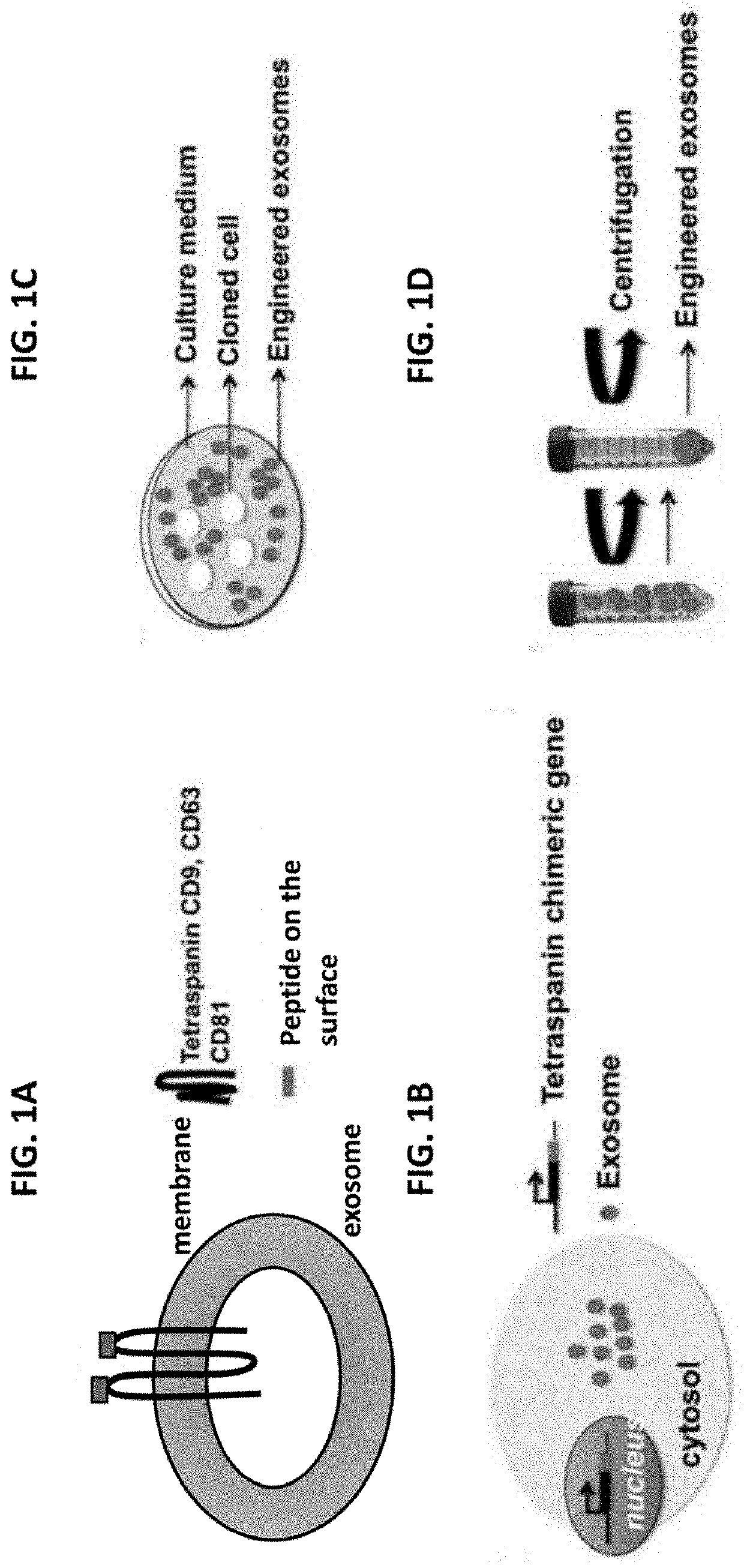 Compositions and methods for treating toll-like receptor-driven inflammatory diseases
