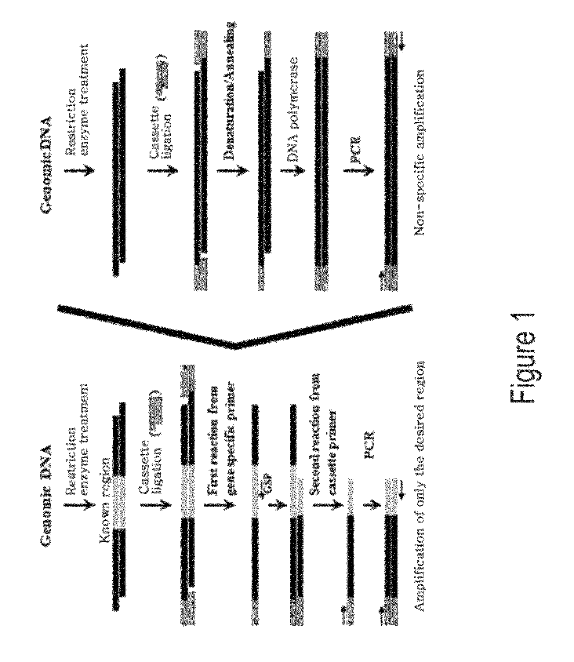 Genome walking method for cloning of unknown DNA sequences adjacent to known sequences