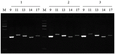 KIT gene mutation detection kit