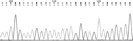 KIT gene mutation detection kit