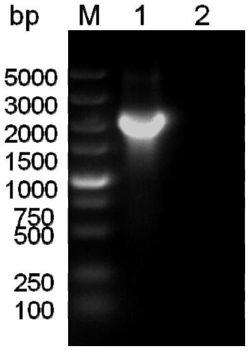 Fusion protein of rabies virus G protein expressing Fc fragment and preparation method thereof