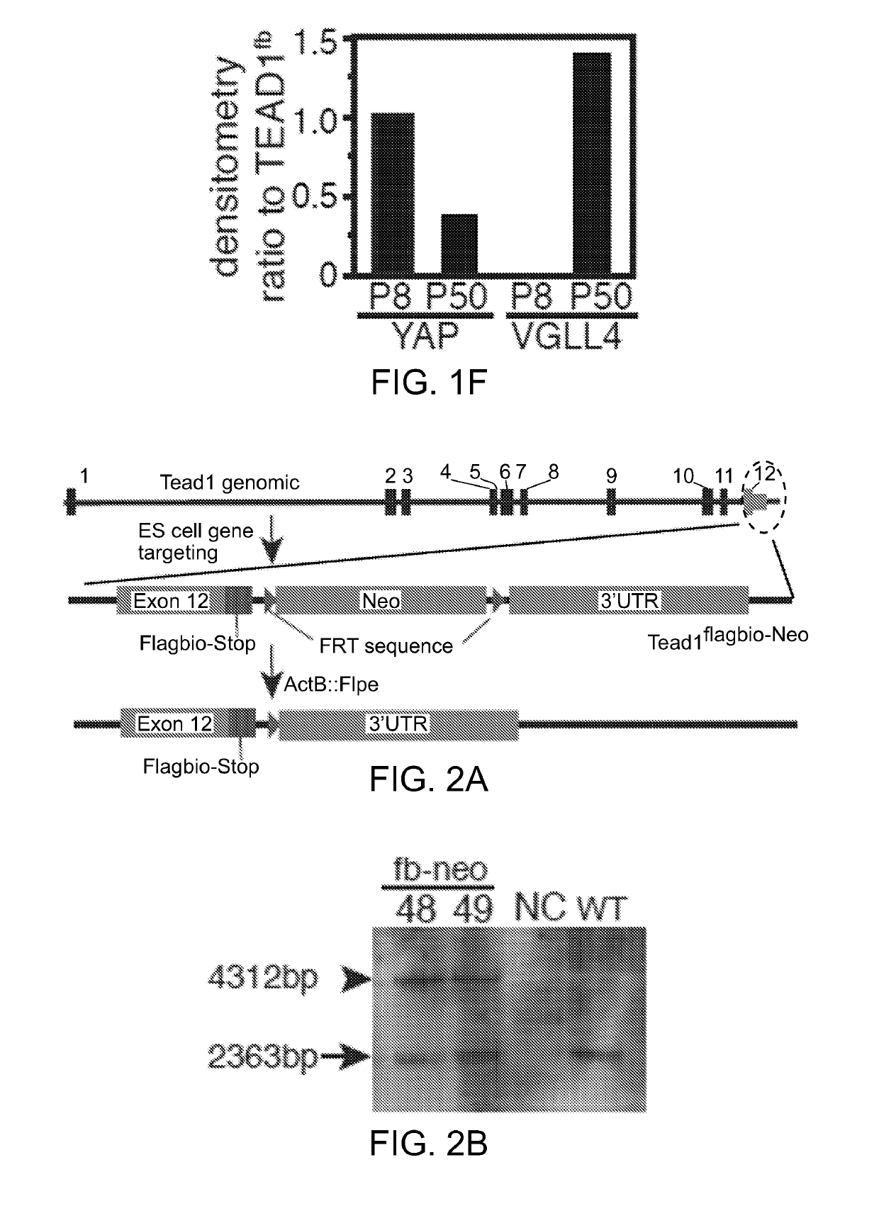 Compositions and methods for cardiac repair