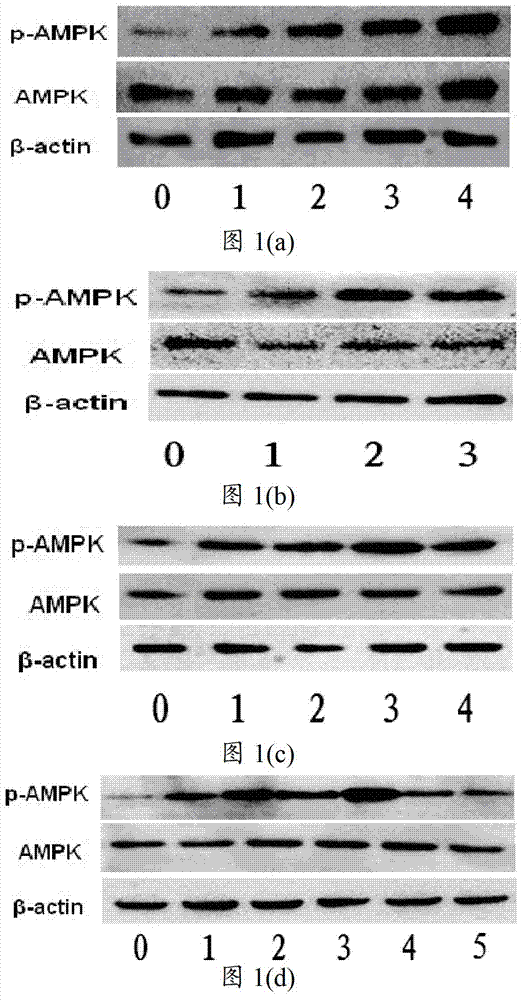 AMPK (Adenosine Monophosphate Activated Protein Kinase) activating agent and application thereof in preparation of medicaments for treating diabetes mellitus and/or diabetic complication