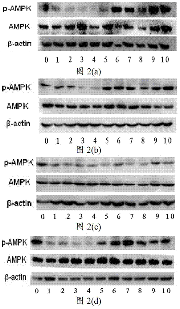 AMPK (Adenosine Monophosphate Activated Protein Kinase) activating agent and application thereof in preparation of medicaments for treating diabetes mellitus and/or diabetic complication