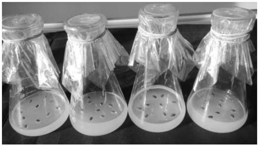 A gene gun-mediated genetic transformation method of flax