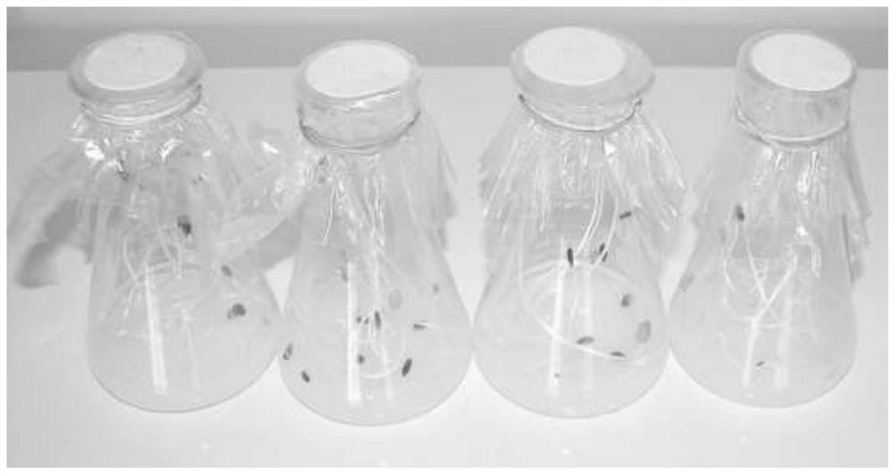 A gene gun-mediated genetic transformation method of flax