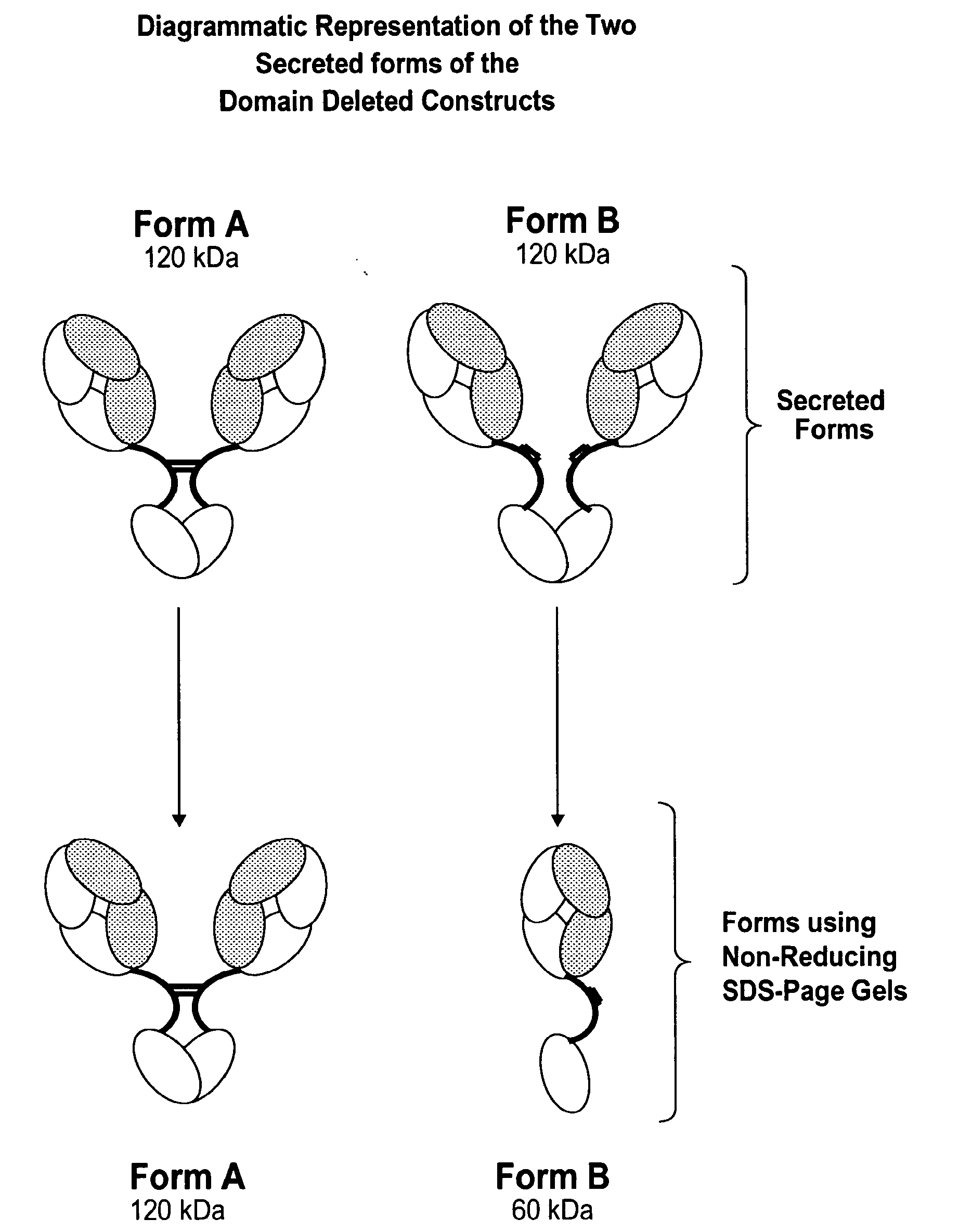 Modified binding molecules comprising connecting peptides