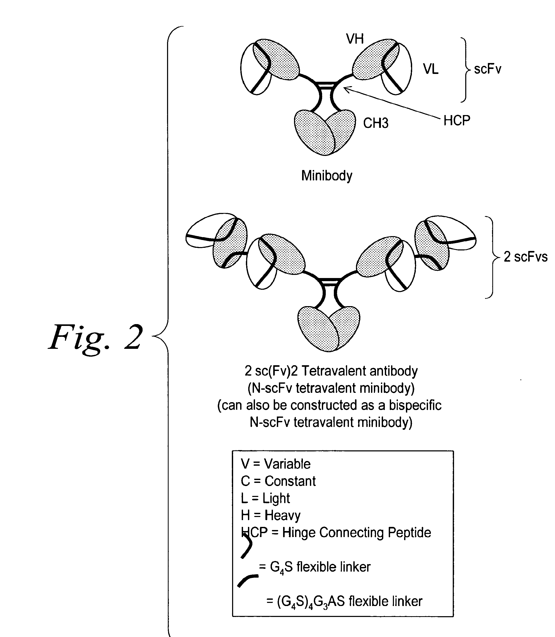 Modified binding molecules comprising connecting peptides