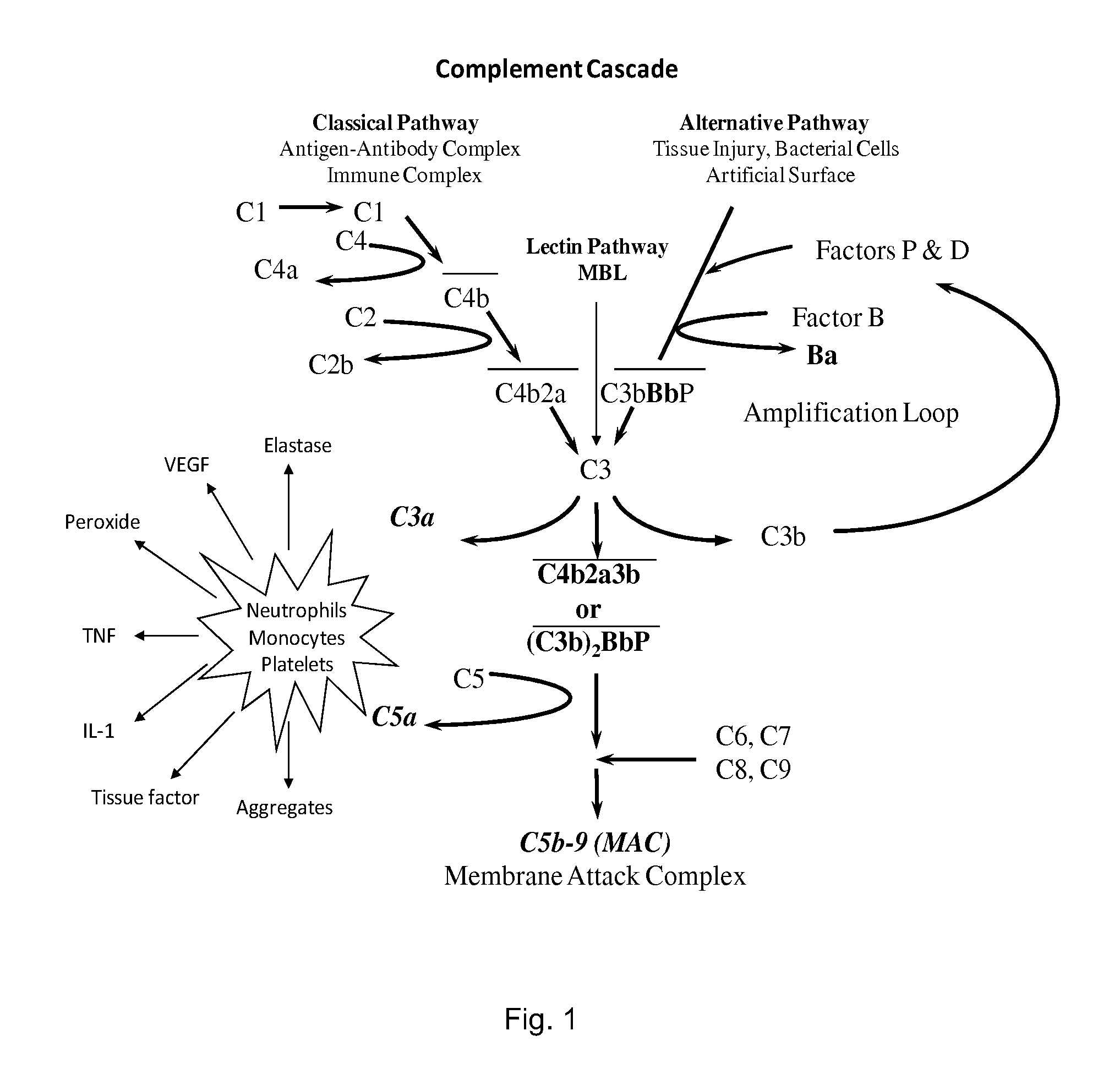 METHOD OF INHIBITING COMPLEMENT ACTIVATION WITH FACTOR Bb SPECIFIC ANTIBODIES