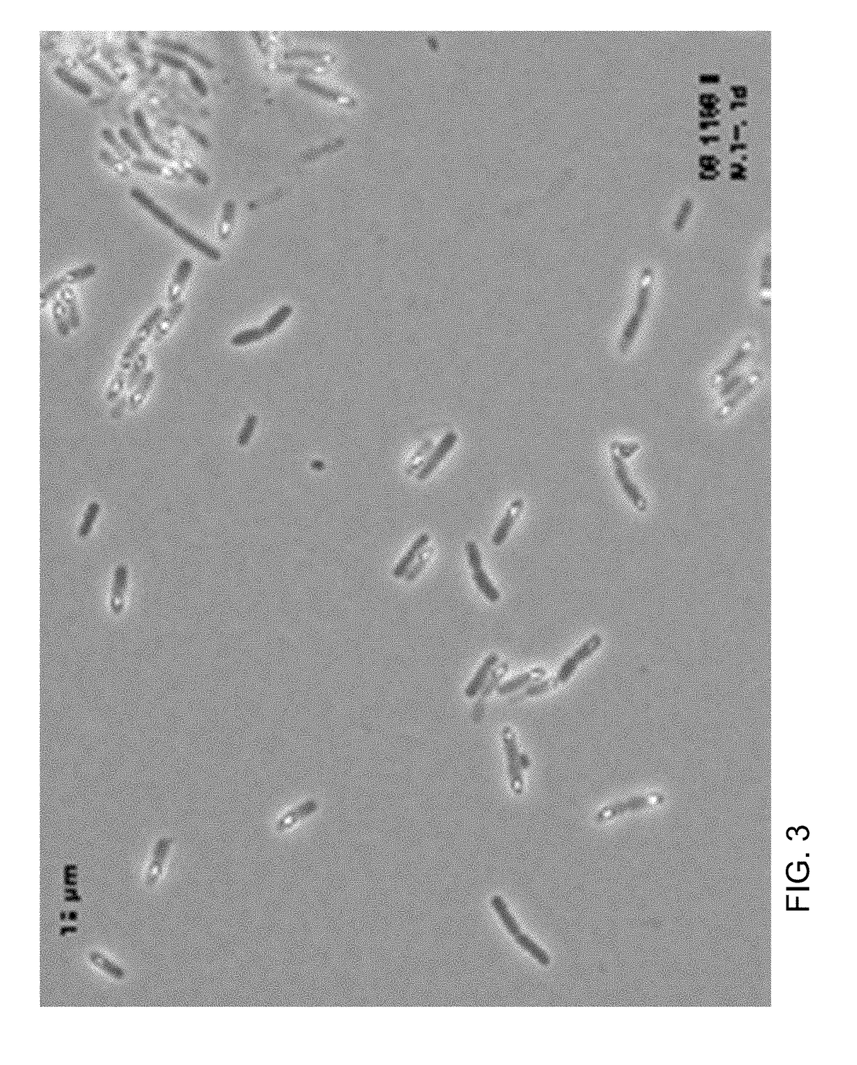 Selection and use of cold-tolerant bacillus strains as biological phytostimulators