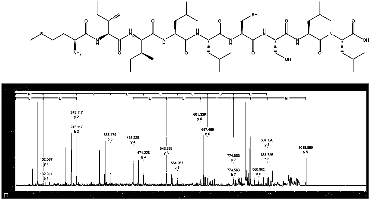 Pearl-derived functional peptide and use thereof