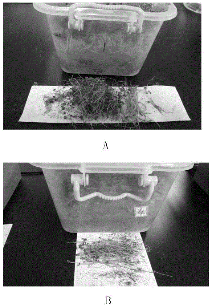 A watermelon seed disinfection technology and its application to control the occurrence of bacterial fruit spot