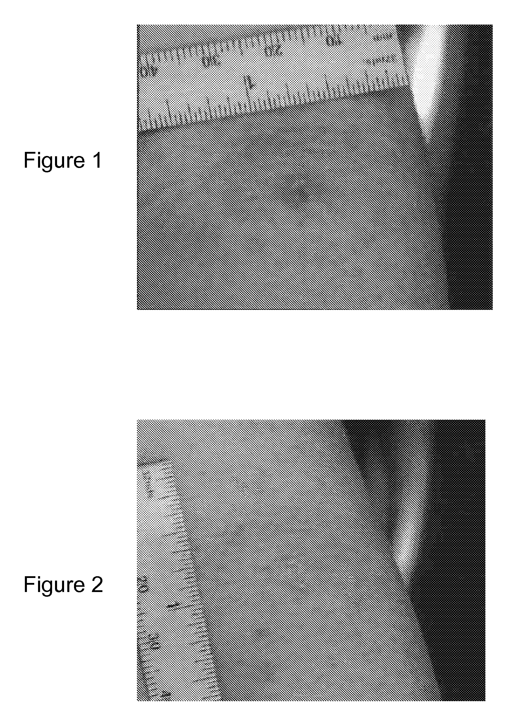 Methods of treating skin disorders with caffeic acid analogs