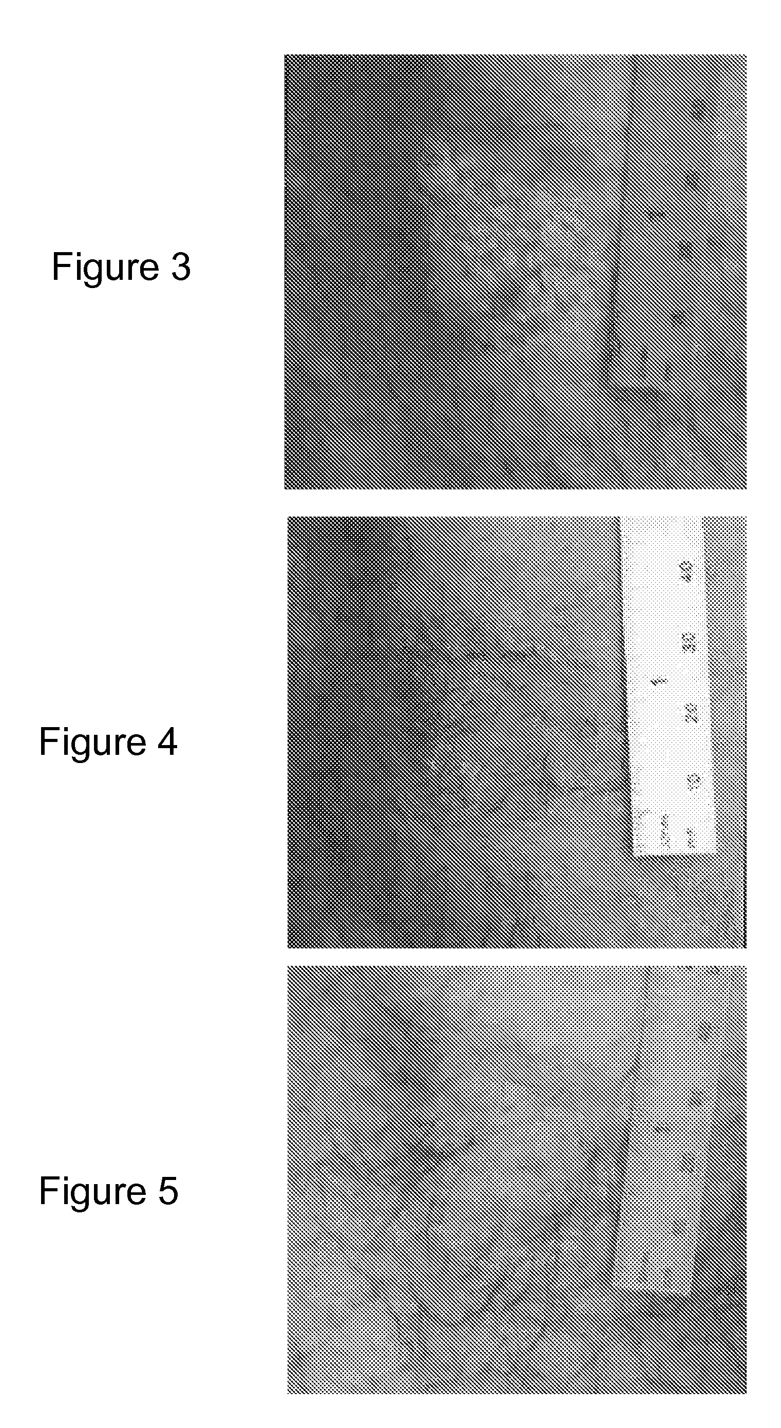 Methods of treating skin disorders with caffeic acid analogs