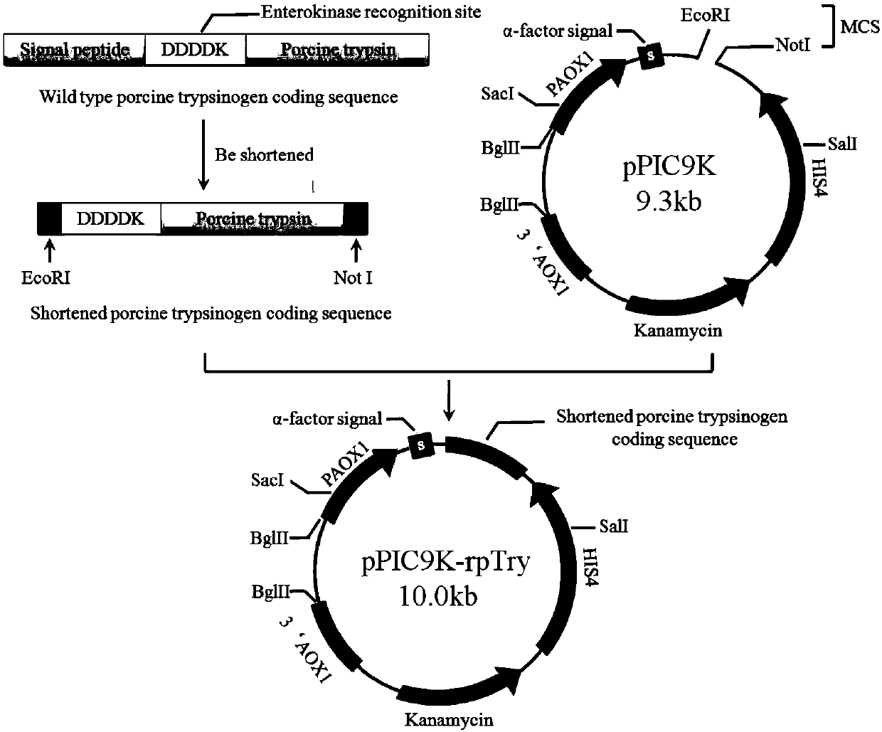 A kind of mutant type sus scrofa pig-derived trypsin and its coding gene as well as its acquisition method and application