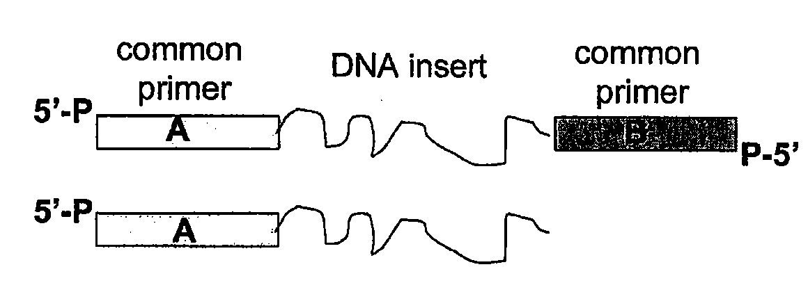 Methods for generating amplified nucleic acid arrays