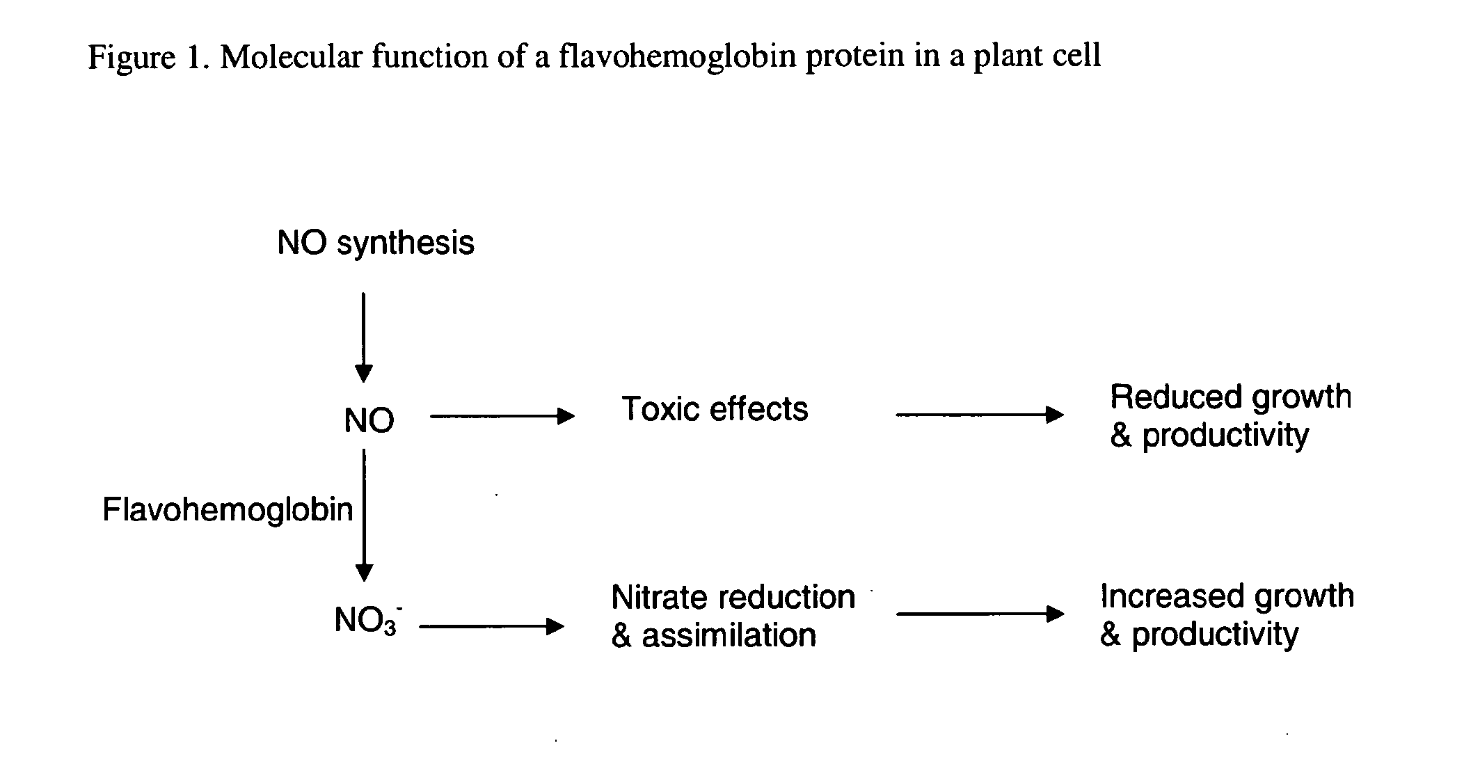 Plants containing a heterologous flavohemoglobin gene and methods of use thereof