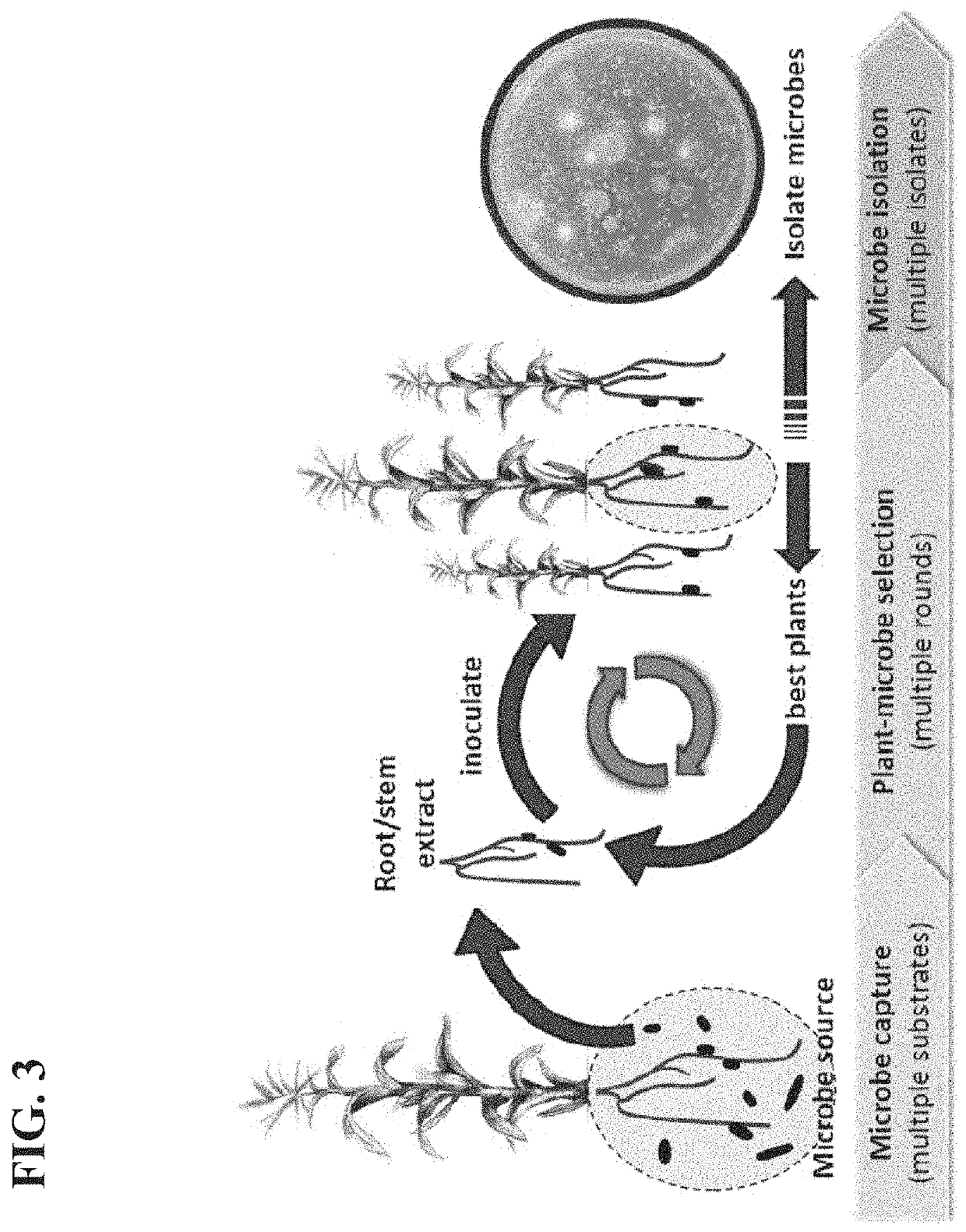 Integrated plant breeding methods for complementary pairings of plants and microbial consortia