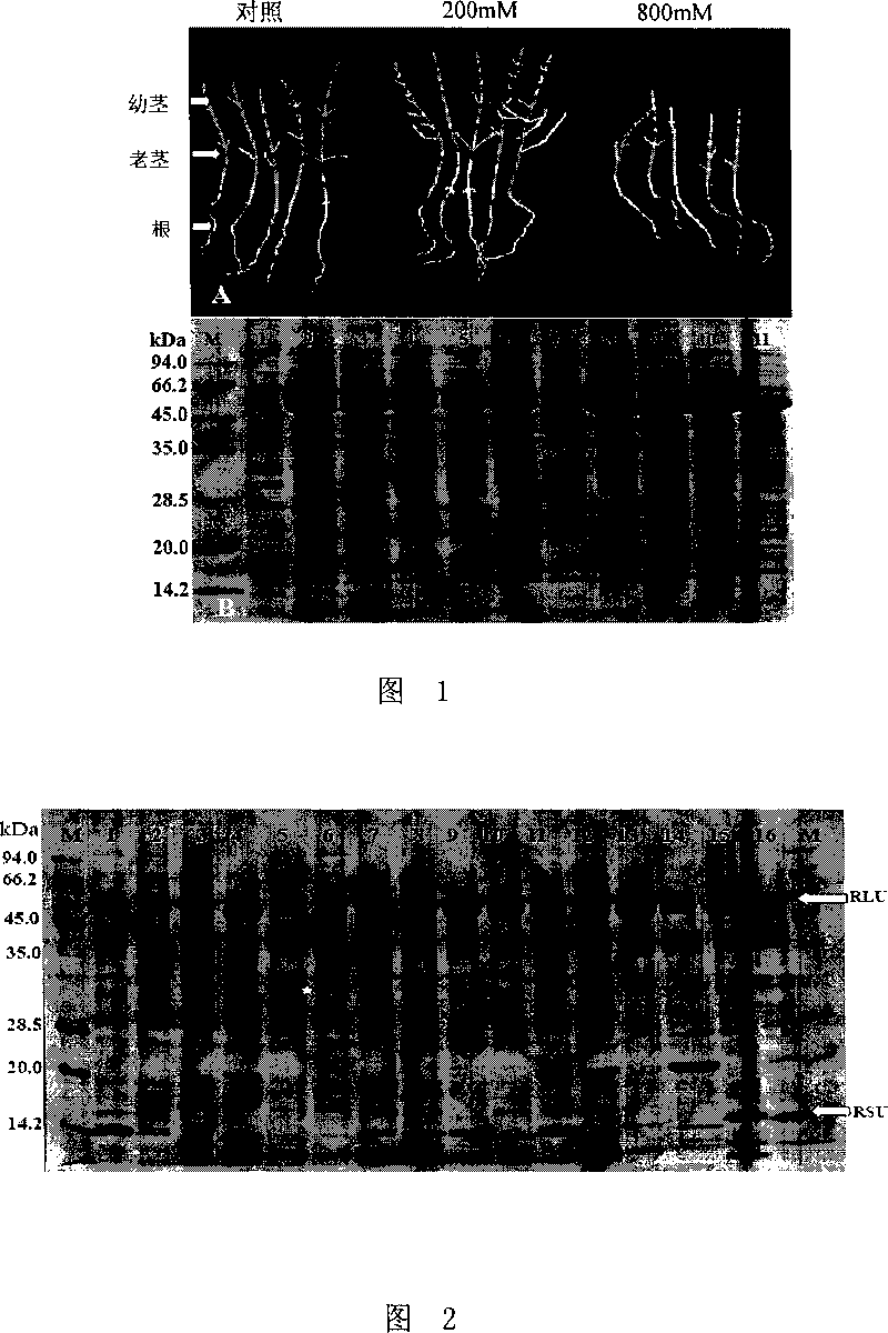 Extraction method of plant total protein and special extract for the same