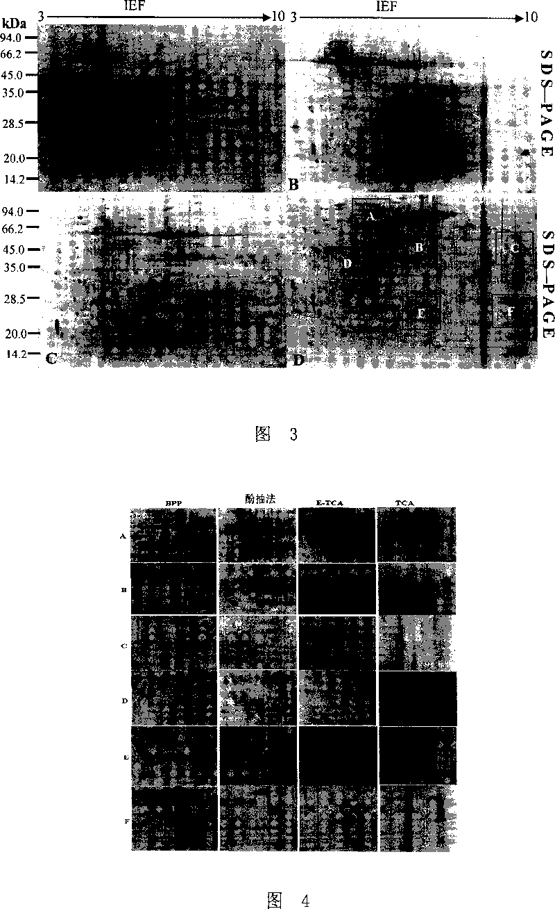 Extraction method of plant total protein and special extract for the same