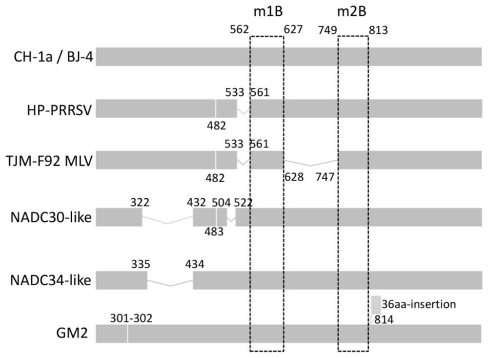 Antigen polypeptides of porcine reproductive and respiratory syndrome virus and application of antigen polypeptides