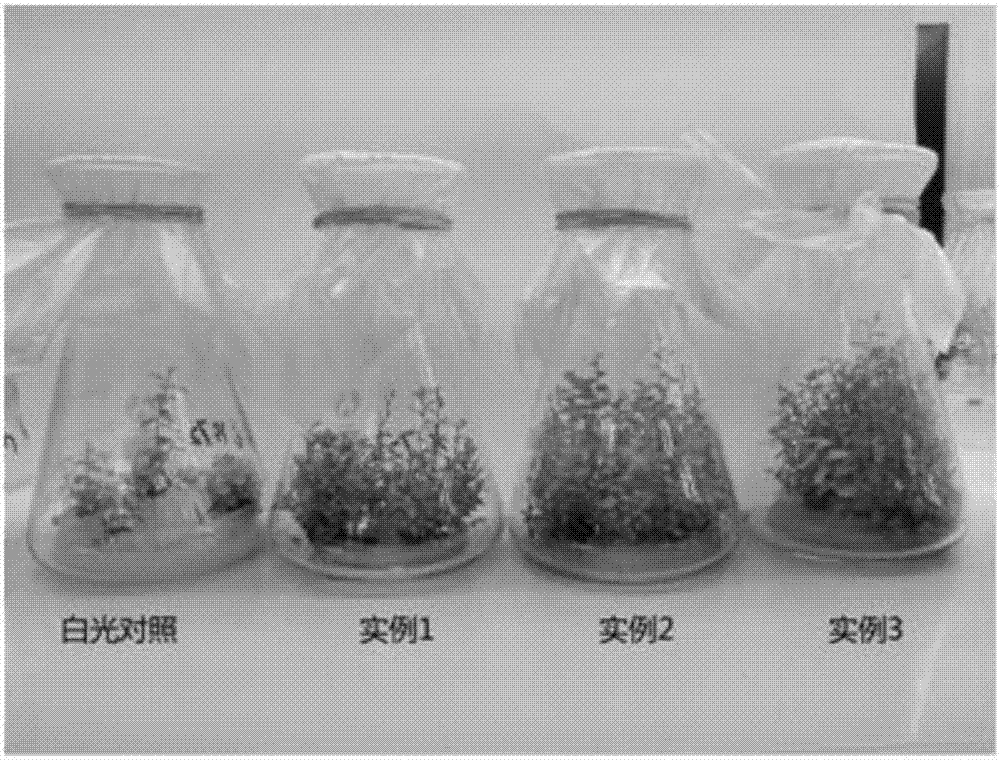 Method for cultivating strong seedlings for vaccinium uliginosum tissue culture and rapid propagation based on color mixing LED light source