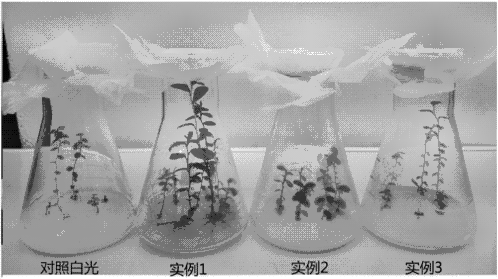 Method for cultivating strong seedlings for vaccinium uliginosum tissue culture and rapid propagation based on color mixing LED light source