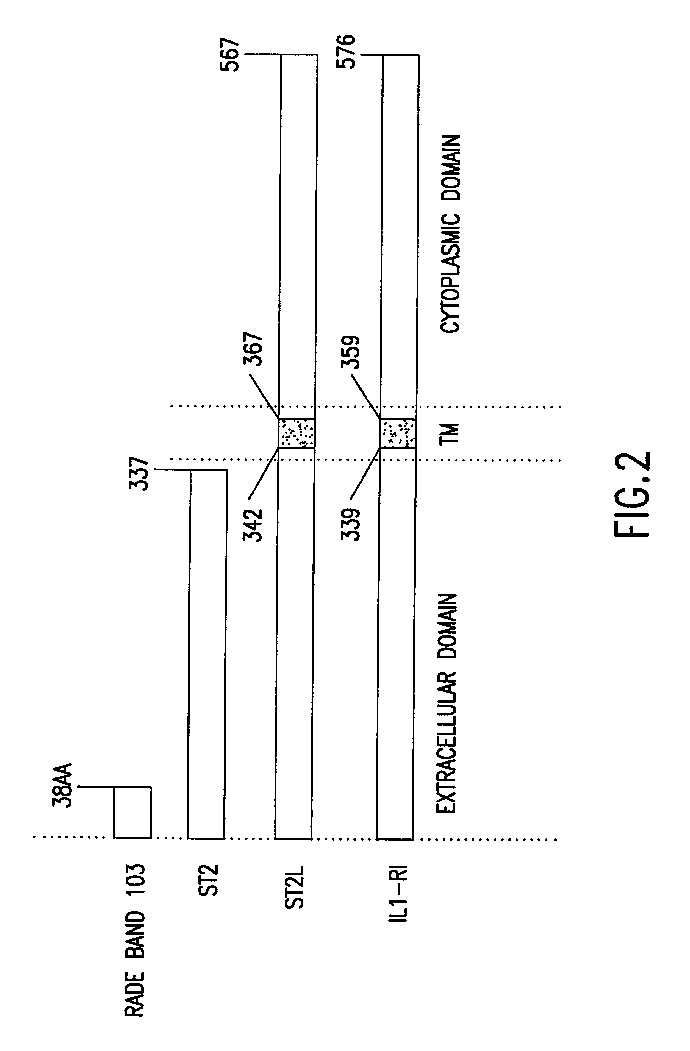Nucleic acid molecules encoding a 103 gene product and uses therefor