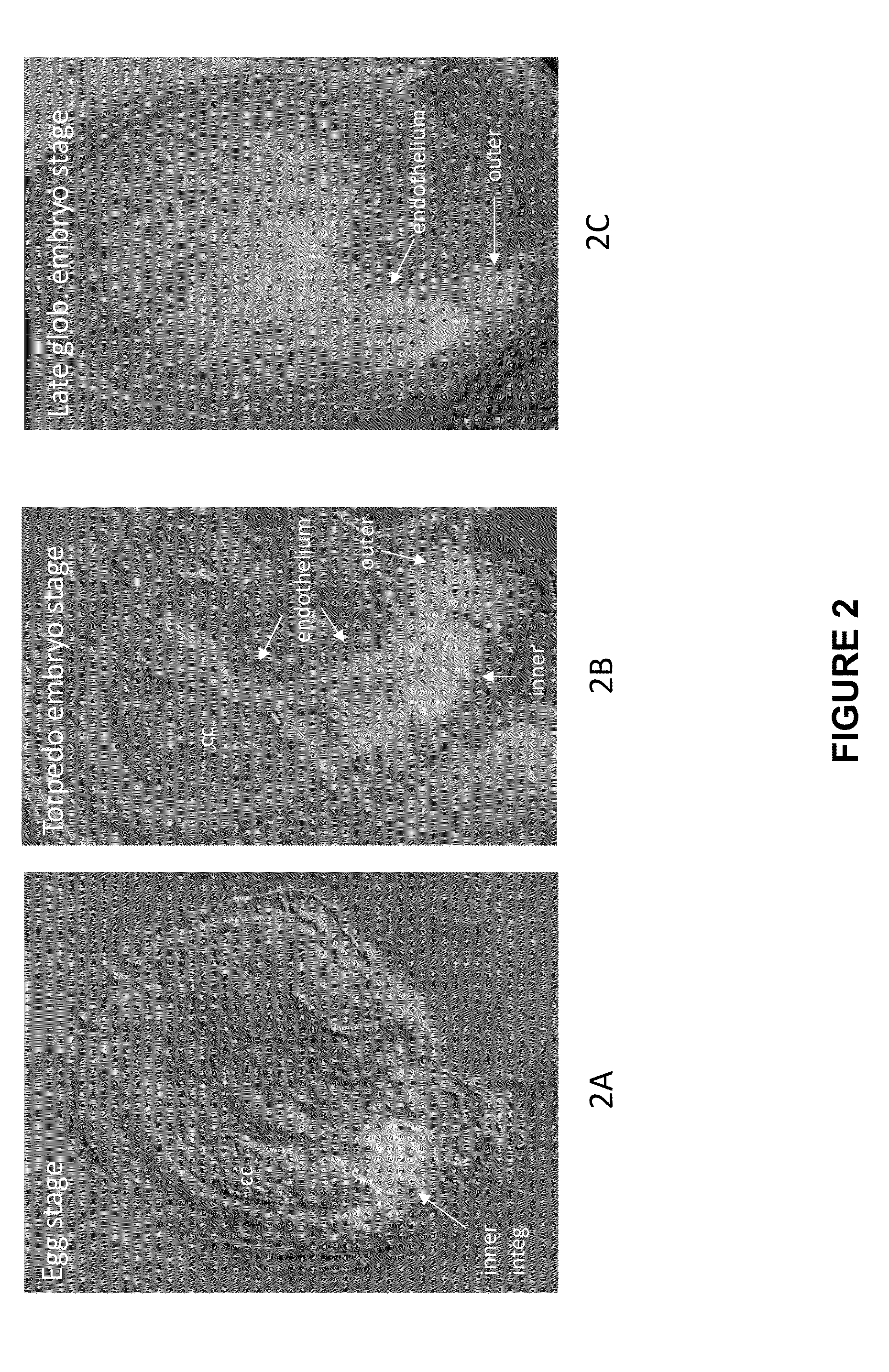 Methods and Compositions for Modulating Expression or Activity of a RKD Polypeptide in a Plant
