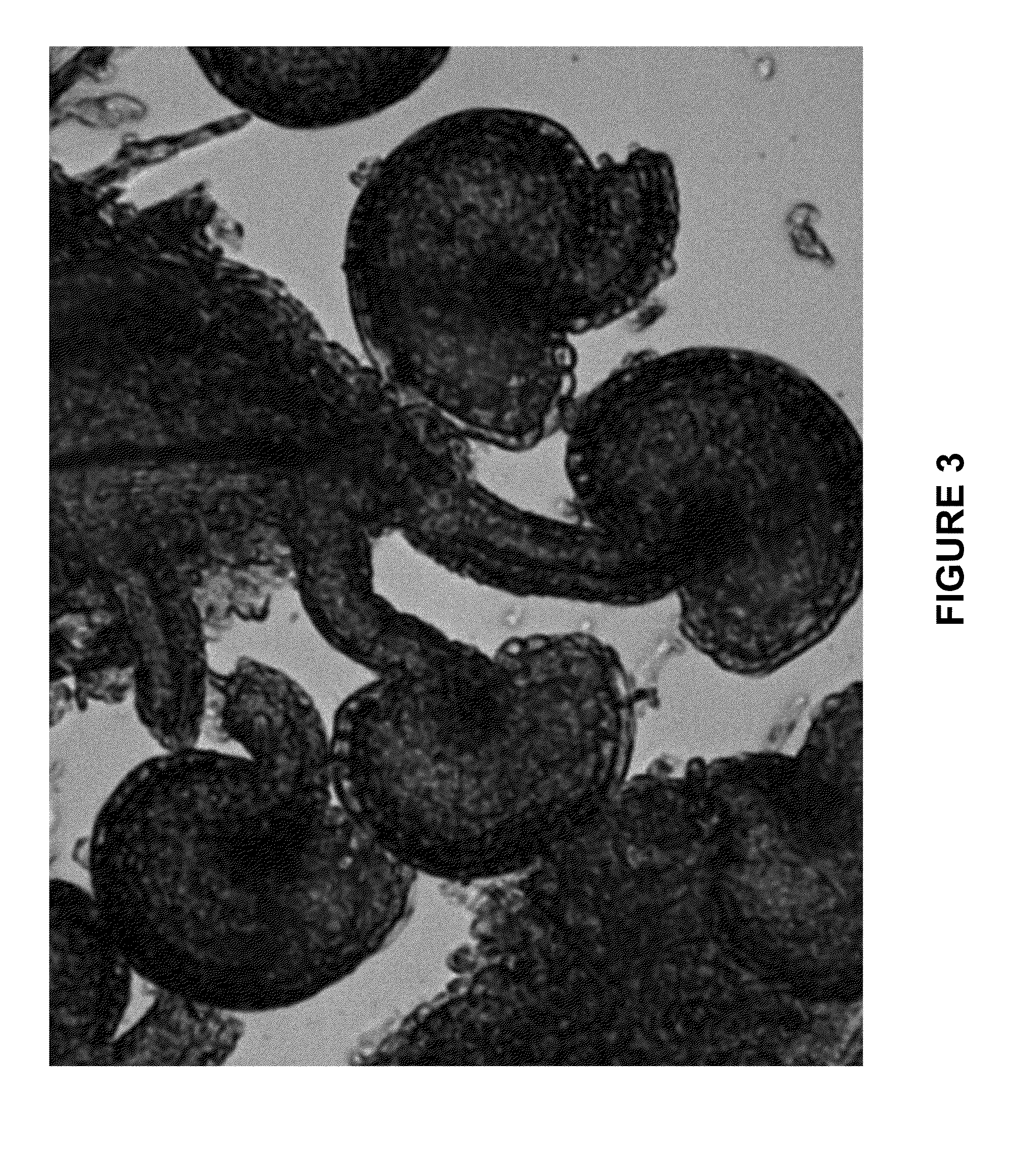 Methods and Compositions for Modulating Expression or Activity of a RKD Polypeptide in a Plant