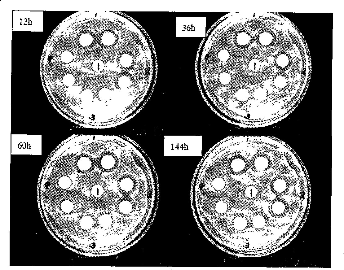 Method for preparing antimicrobial type epidermis repair material