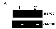 A method for regulating the expression, quantity and activity of heat shock protein 70 and its application