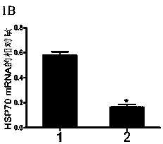 A method for regulating the expression, quantity and activity of heat shock protein 70 and its application