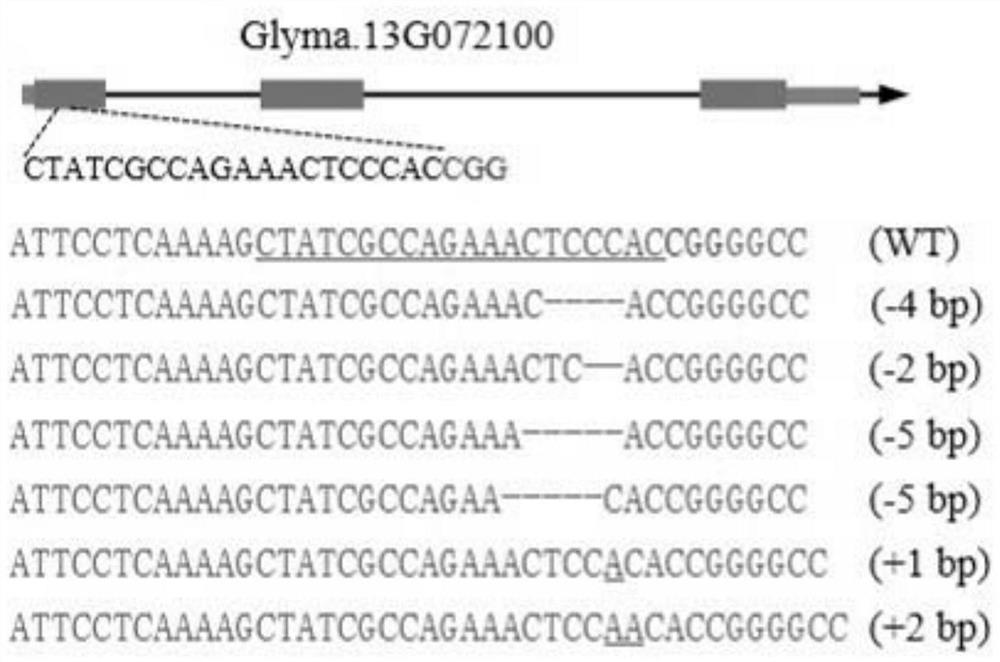 Method for changing soybean flower color by using CRISPR-Cas9 modified GmW1 gene