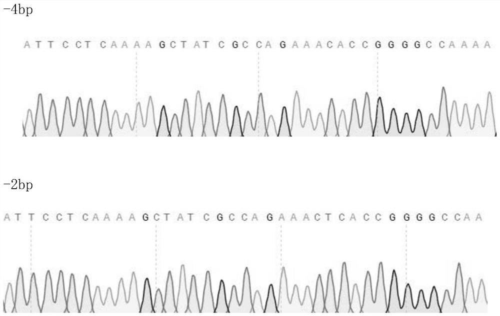 Method for changing soybean flower color by using CRISPR-Cas9 modified GmW1 gene