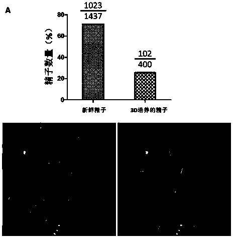 Method for 3D culturing testis cells of bostrychus sinensis to generate sperms and application