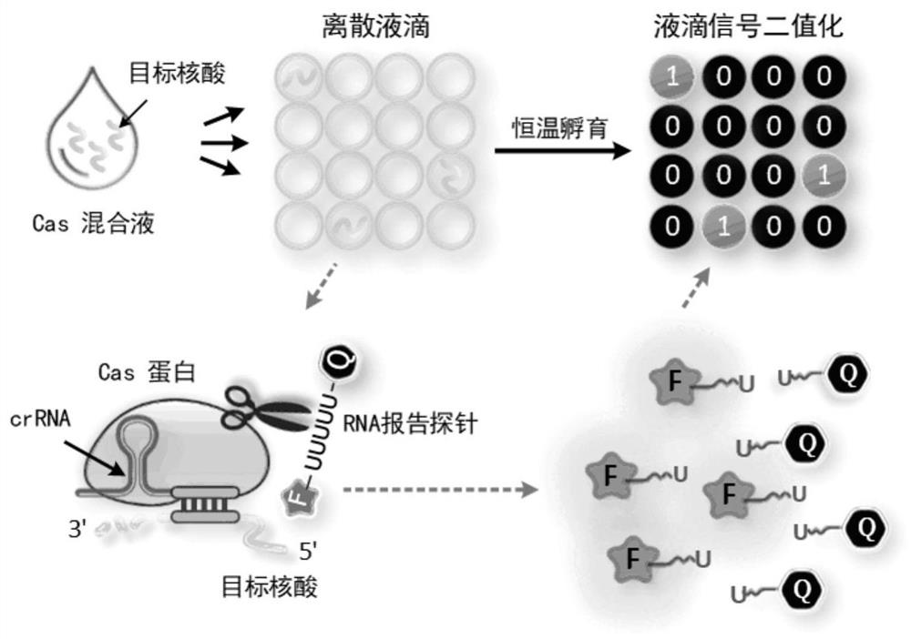 Amplification-free RNA quantitative detection method