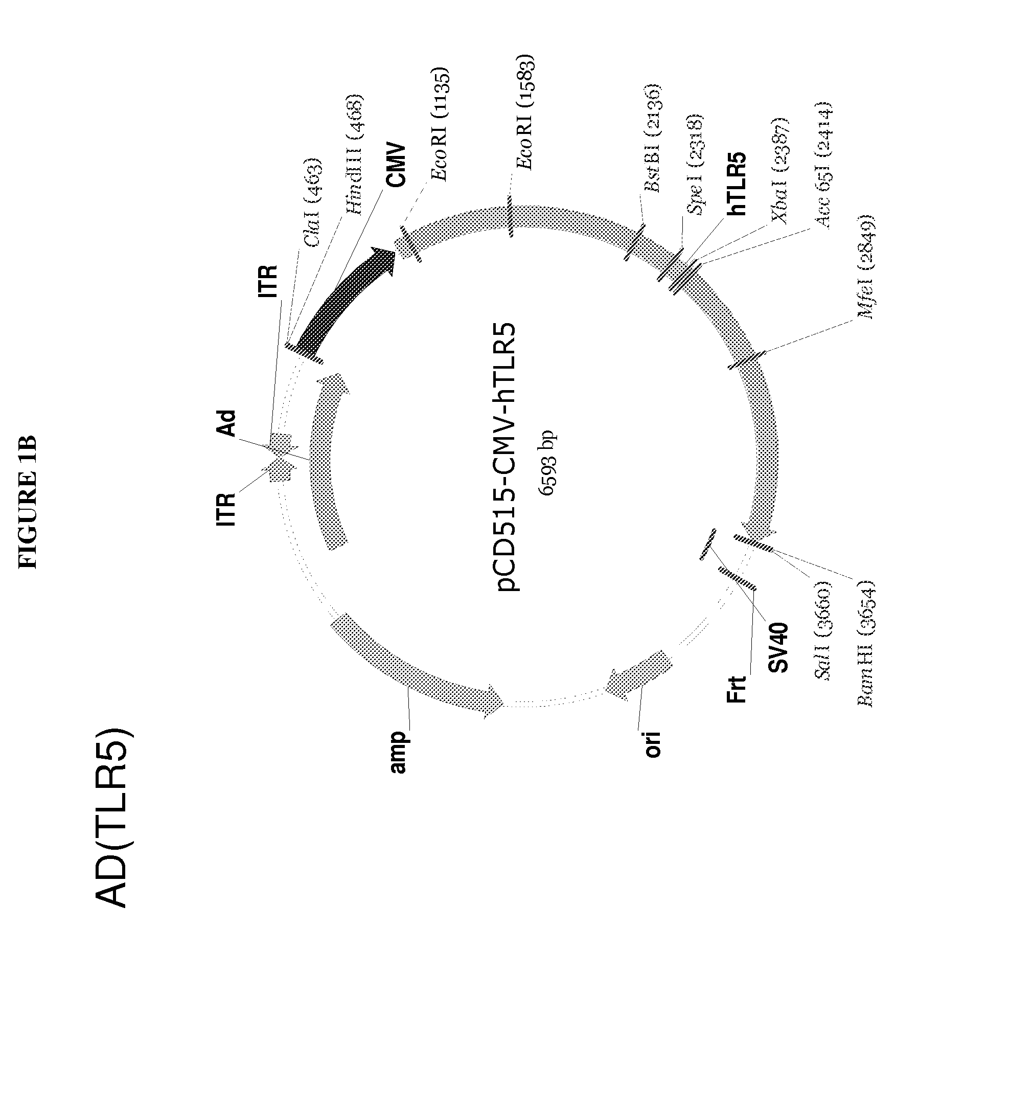 Viral vector encoding a toll-like receptor and encoding a toll-like receptor agonist