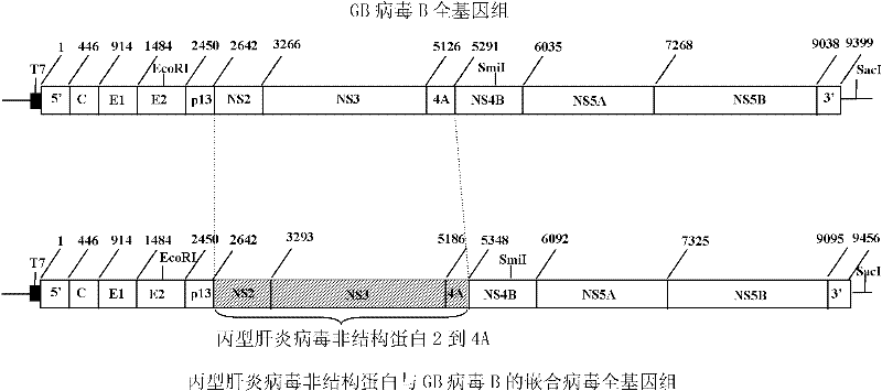 A chimeric virus of nonstructural proteins of hepatitis C virus and gb virus b