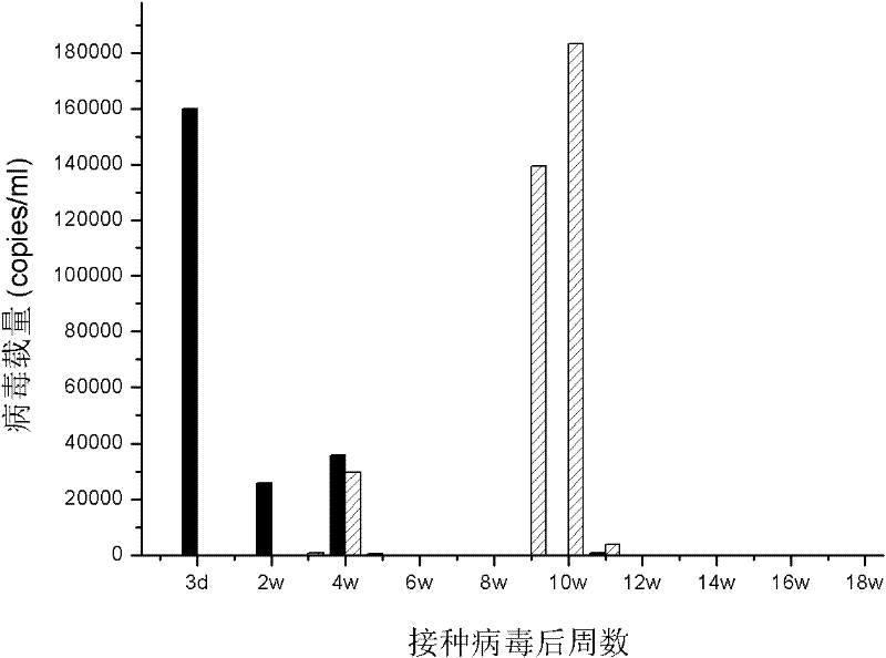 A chimeric virus of nonstructural proteins of hepatitis C virus and gb virus b