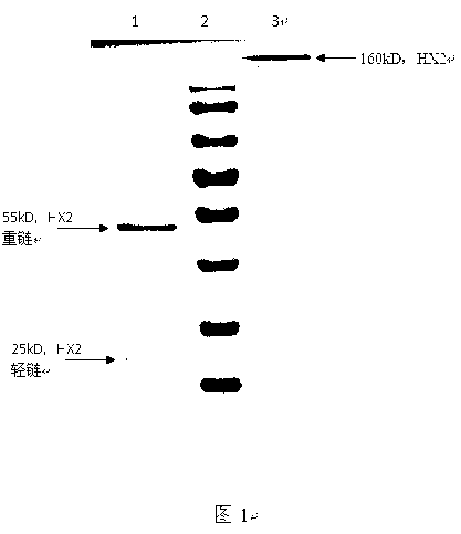 Anti-CLCN7 protein monoclonal antibody and application for same