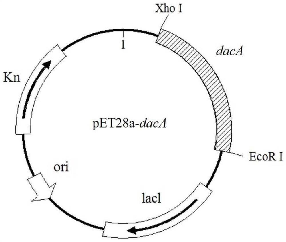 A d, d-carboxypeptidase daca mutant with improved catalytic efficiency and its preparation method