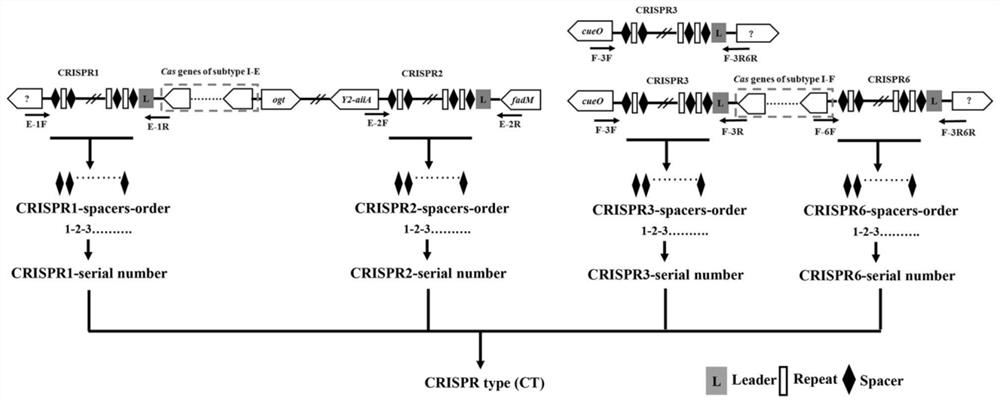 A CRISPR typing method for Cronobacter malonate